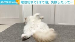 「巨匠でも失敗するんですね」 猫が“ぽて寝”を失敗＆ごまかす姿に反響