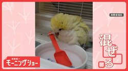 スプーンをつかんでまぜまぜ…まるでコックなインコさん　料理の練習してる？　