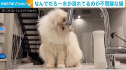 なんで…？ 蛇口から流れる水に対する猫のリアクションが「人間よりもわかりやすい」