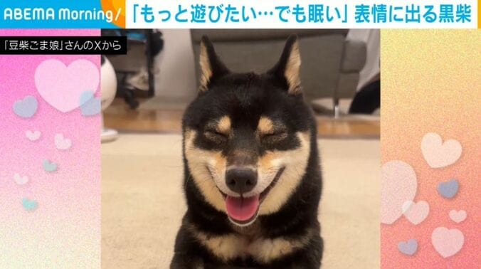 ごまちゃん