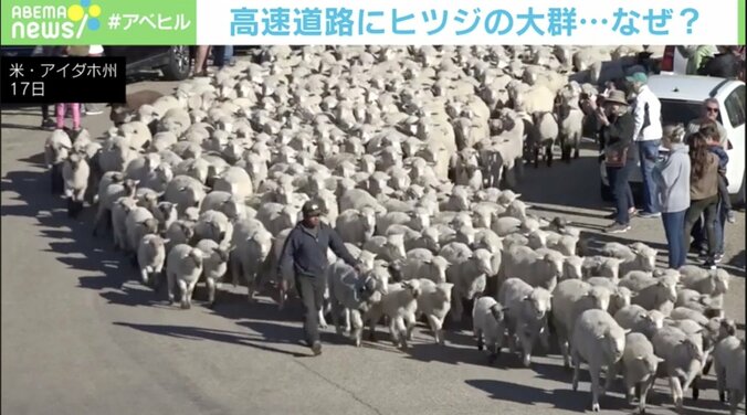 2600頭の「羊の大移動」で見物客まで密に 高速道路が一時通行止め アメリカ・アイダホ州 1枚目