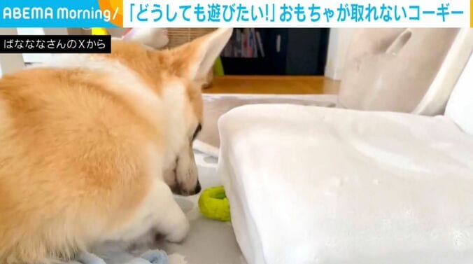 コーギーのあんずちゃん