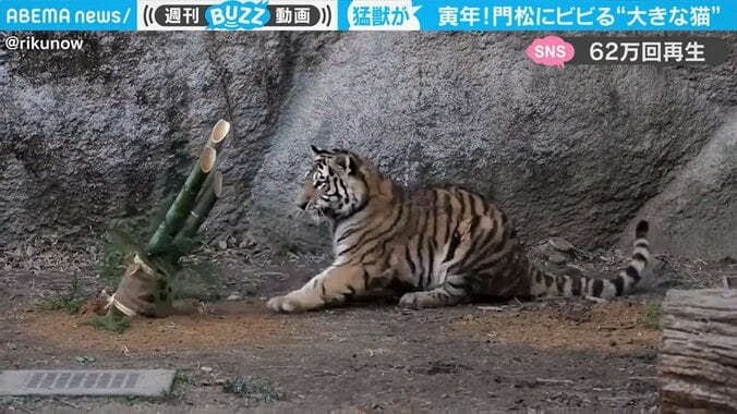 門松にビビりまくる“大きな猫” 猛獣らしからぬトラの振る舞いに「ほんと猫ちゃん」の声 1枚目