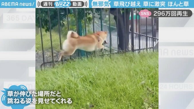 「こんな軽やかな柴犬はじめて」ぴょんぴょんと草を飛び越えた犬が、草に激突する姿が話題 1枚目