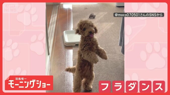 まるでフラダンス！　前脚バタバタ　二足歩行でかわいく踊るワンちゃん 1枚目