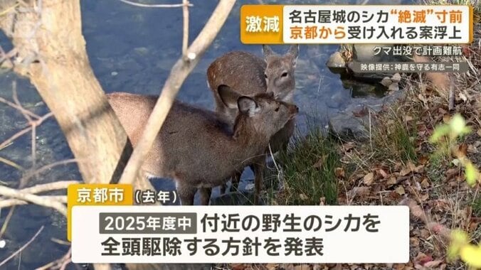 京都市では野生のシカが多数住み着く