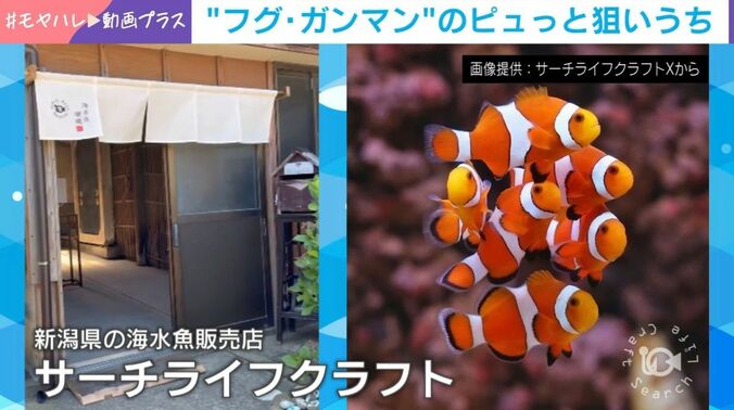 海水魚販売店「サーチライフクラフト」