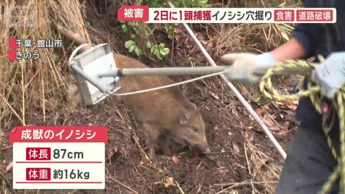 わなにかかっていた成獣のイノシシ