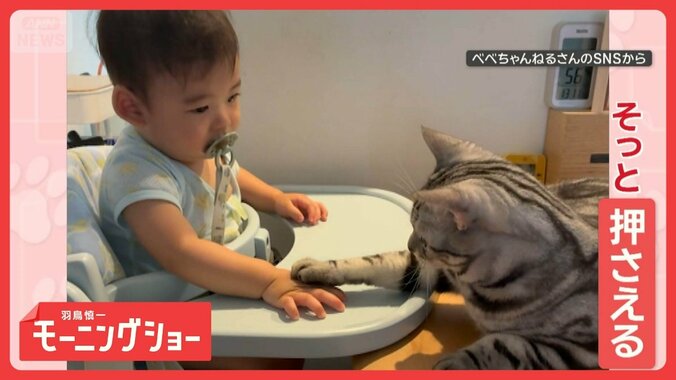 「机たたいちゃダメにゃん」　赤ちゃんに指導するネコ先生　マナーを教えているの？ 1枚目