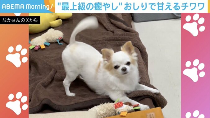 チワワのいずも丸くん