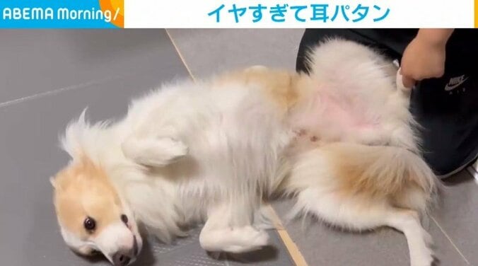 耳を塞いで「耳掃除」から逃げる犬 飼い主に捕まったあとの“必死の抵抗”に「怯えてるww」「ぎゃあ！可愛い～」と反響 1枚目