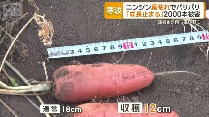 通常は18cmほどのニンジンが12cmほどに