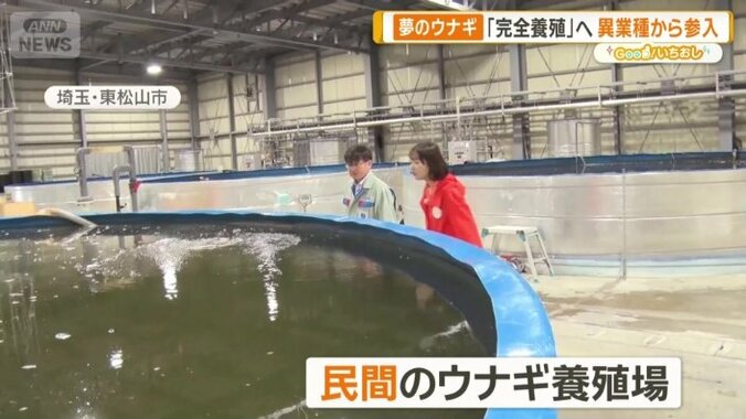 民間のウナギ養殖場