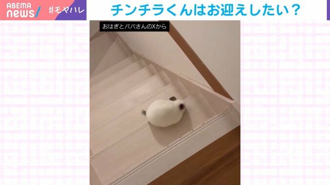 チンチラのしらこくん