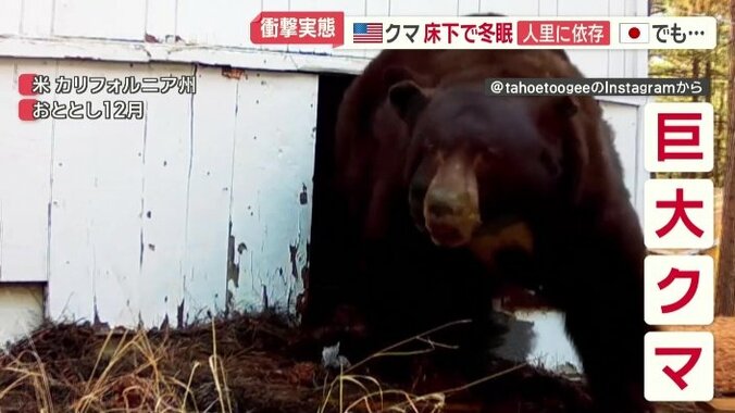 飛び出してきた巨大なクマ