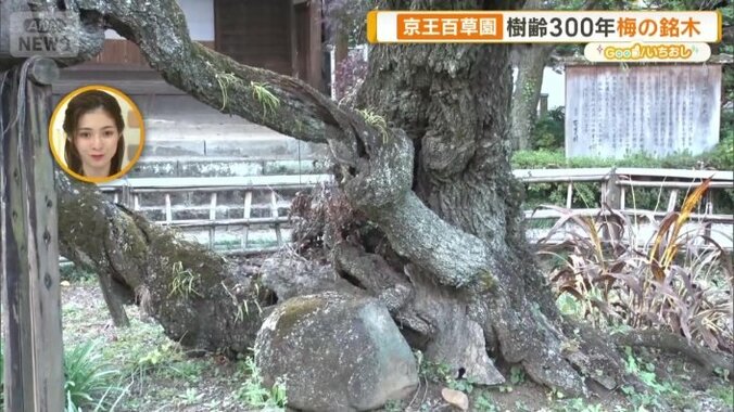 幹がツイストして、ひねられながら成長