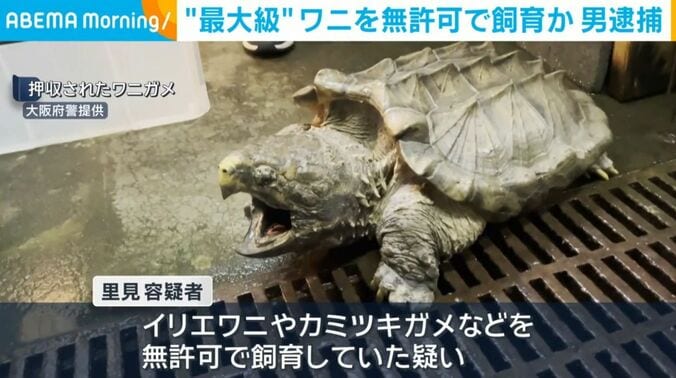 ワニガメ