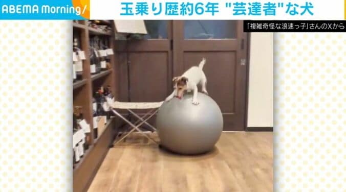 ジャックラッセルテリアのシャーロットちゃん