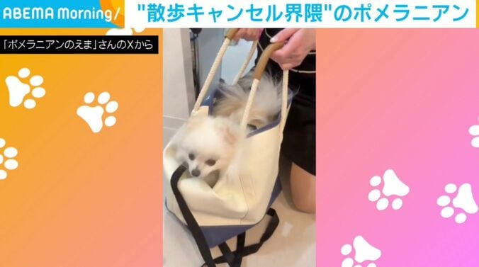 ポメラニアンのえまちゃん