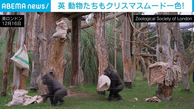 ロンドン動物園