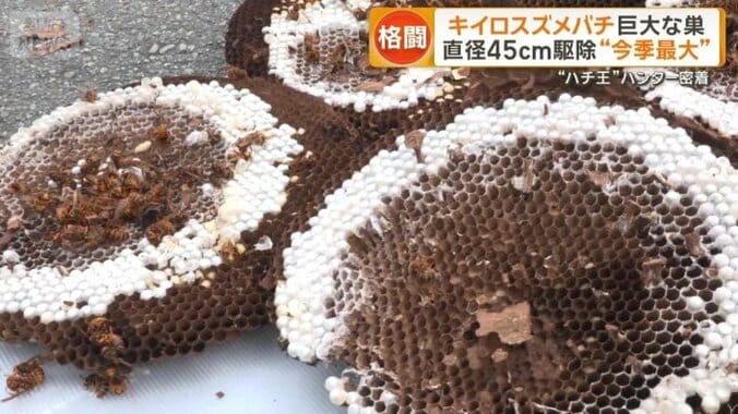 推定500匹がいたとみられる巣