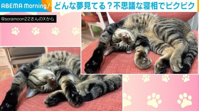 猫のチルくん（3歳）