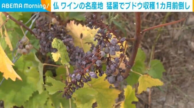 ブドウ