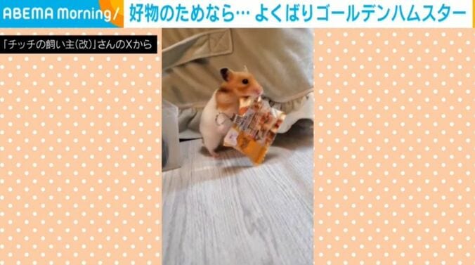 ゴールデンハムスターのチッチちゃん