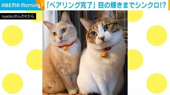 シンクロするナナちゃんとテンちゃん