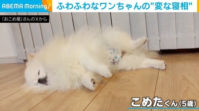 変な寝相のこめたくん