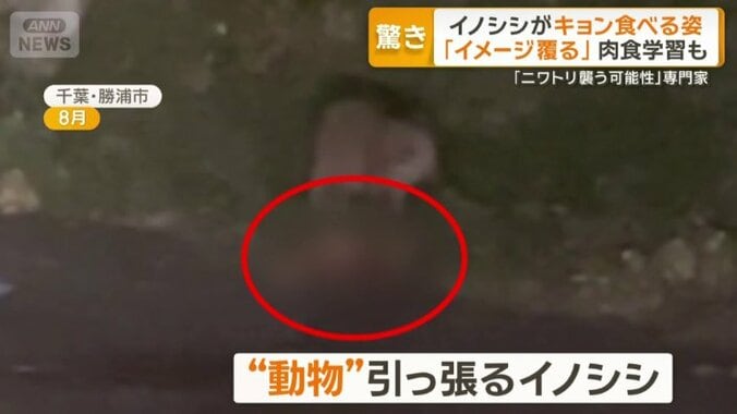 キョンを引っ張るイノシシ