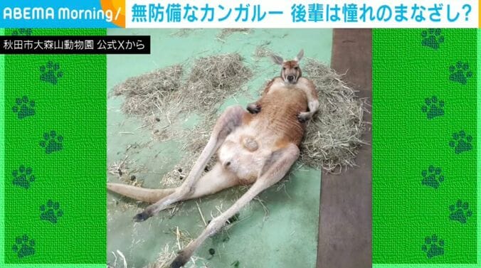 カンガルーのミオくん