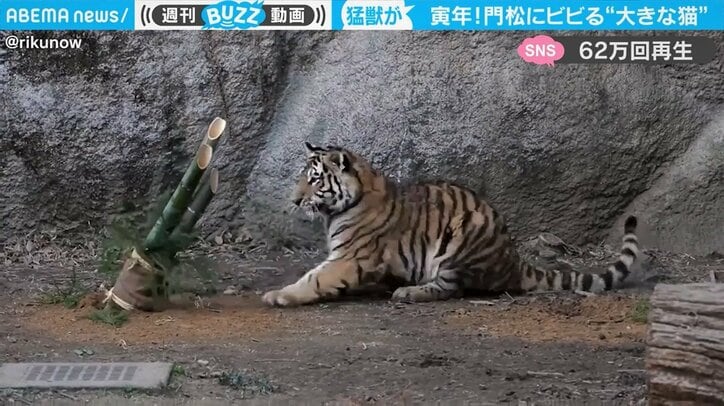 門松にビビりまくる“大きな猫” 猛獣らしからぬトラの振る舞いに「ほんと猫ちゃん」の声