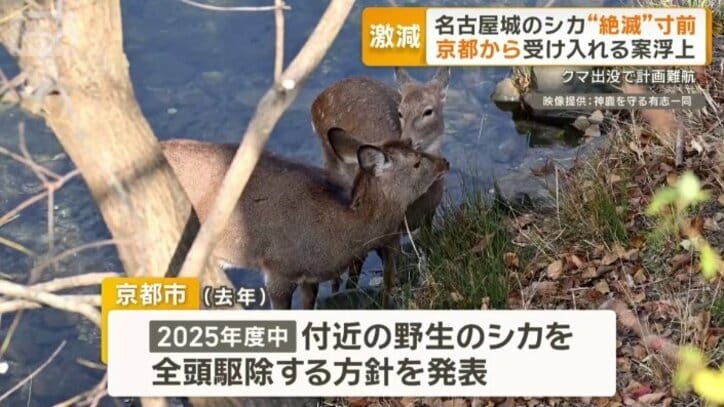 京都市では野生のシカが多数住み着く