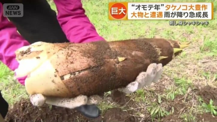 2.3キロの巨大タケノコ