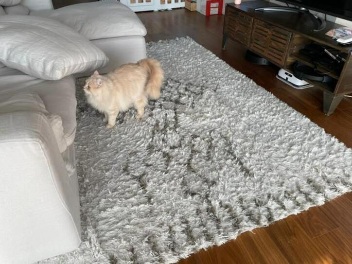  あいのり・桃、2万円で買い取ってもらった家具「後悔していません」 