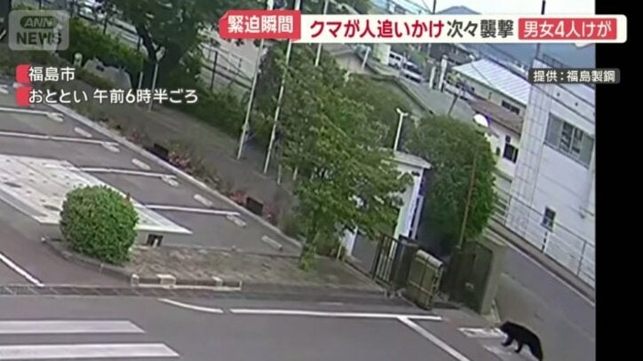 猛スピードで突進してくるクマ