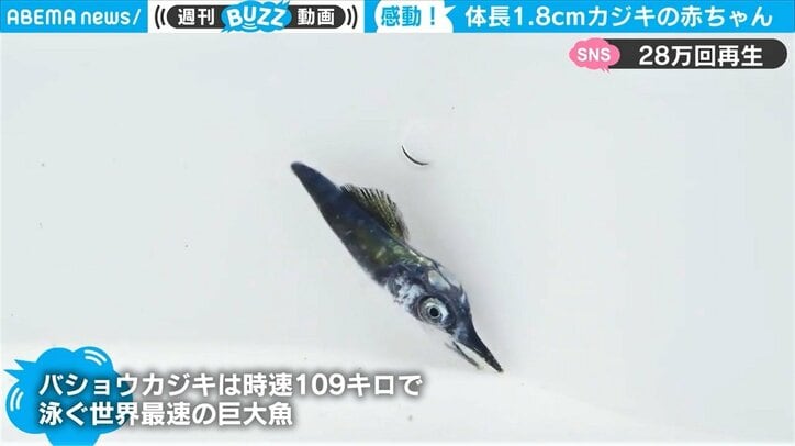 世界最速の巨大魚、“稚魚1.8センチ”の貴重映像が「ちっさいのにカジキ」と話題