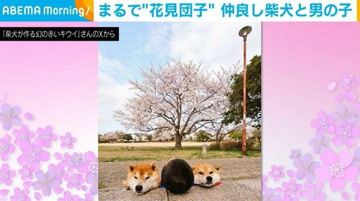 柴犬のはっちゃくくん（13歳）としんえもんくん（2歳）とけいたくん（8歳）