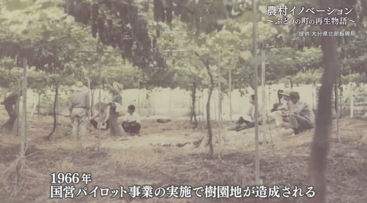 世界に名を馳せる“ぶどうの町”にするために…農家になる運命を背負った男性が、人生をかけて挑む“地域再生”