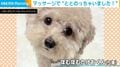 「本当に愛おしい」顔マッサージでまるでスパ状態…お風呂で“ととのった”表情を見せる犬に反響