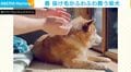 「春だ〜！」抜け毛がふわふわ舞う柴犬に「たんぽぽの綿毛みたい」「うちも…掃除機が間に合わない」と反響