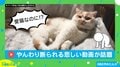 「なでないで」…やんわり断る猫VS諦めないご主人の“静かな攻防”が話題