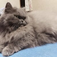 山原さくら、弥彦での結果に悔しさのぞかせるも「また練習頑張ります」／ガールズケイリン