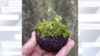 【映像】アボカドの皮を使った“苔玉の鉢植え”
