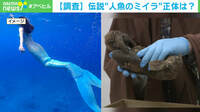 【映像】伝説“人魚ミイラ” 科学で解明できるか