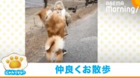 【映像】“二足歩行”で散歩をする秋田犬