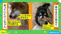 【映像】交互におもちゃを見せにくる犬の“珍行動”