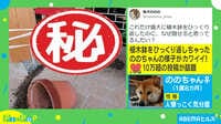 【映像】やっちまったワン...思わず許しちゃうかわいさ