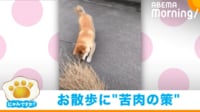 【映像】ビビリな柴犬用の“散歩アイテム”